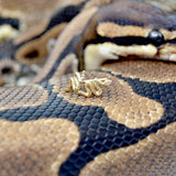 Serpent Studs